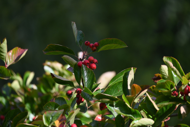 DSC_2214_001.JPG