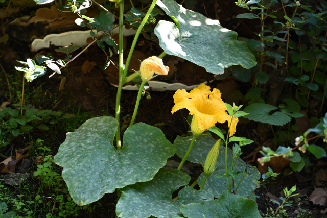 DSC_2433_001.JPG