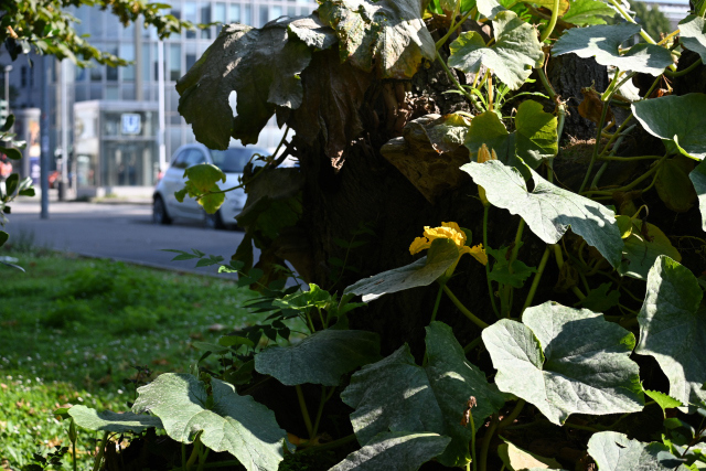 DSC_2434_001.JPG