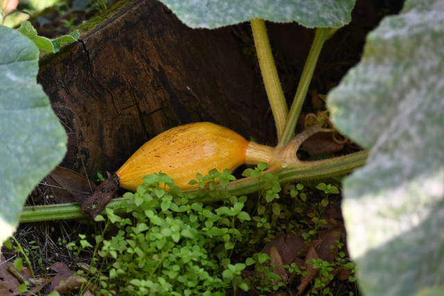 DSC_2438_001.JPG