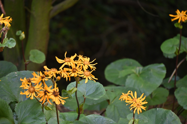 DSC_2450_001.JPG