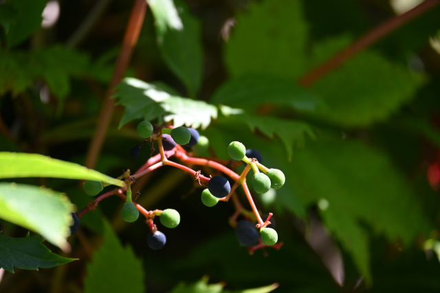 DSC_2463_001.JPG