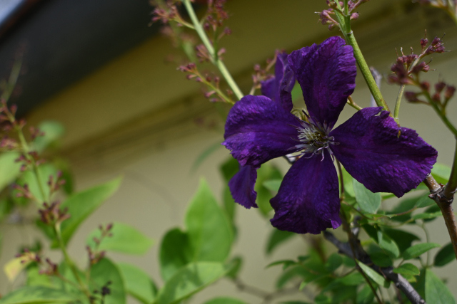 DSC_2651_001.JPG