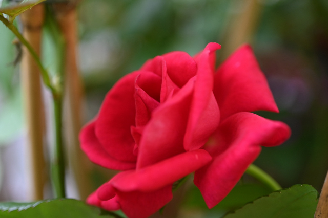 DSC_2957_001.JPG