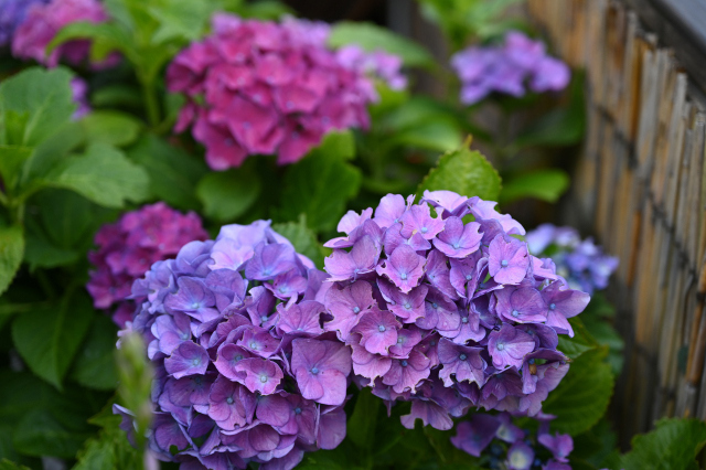 DSC_2972_001.JPG