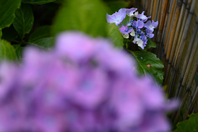 DSC_2975_001.JPG