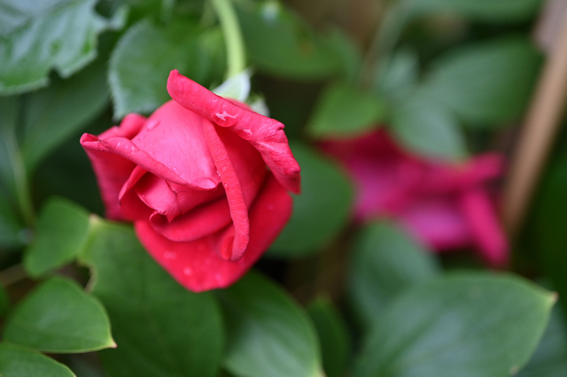 DSC_2981_001.JPG