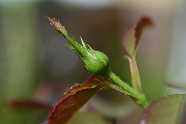 DSC_2995_001.JPG