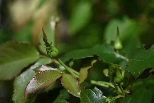 DSC_2997_001.JPG