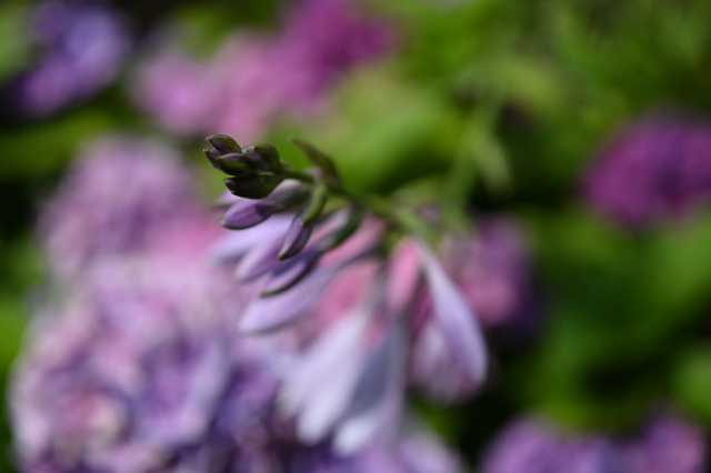 DSC_3004_001.JPG
