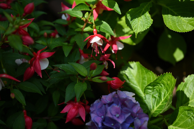 DSC_3005_001.JPG