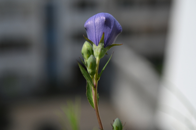 DSC_3006_001.JPG