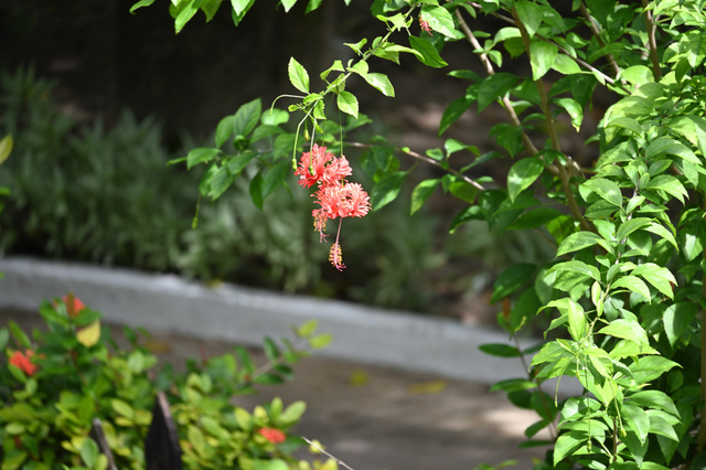 DSC_3992_001.JPG