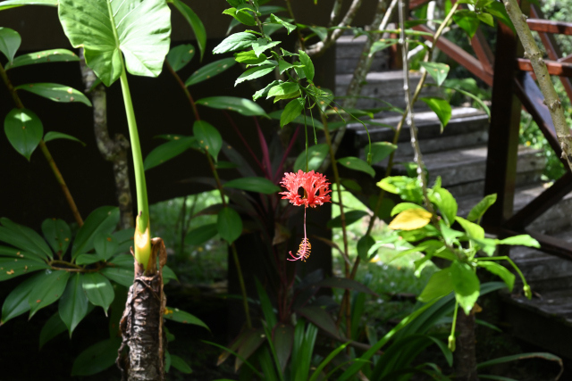 DSC_4012_001.JPG