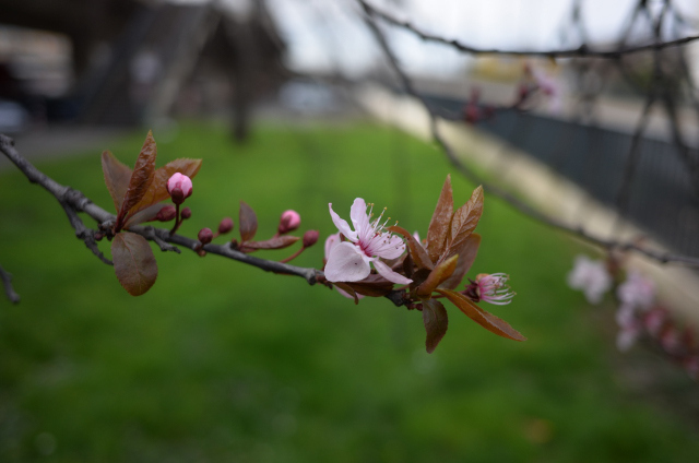 DSC_4088_001.JPG