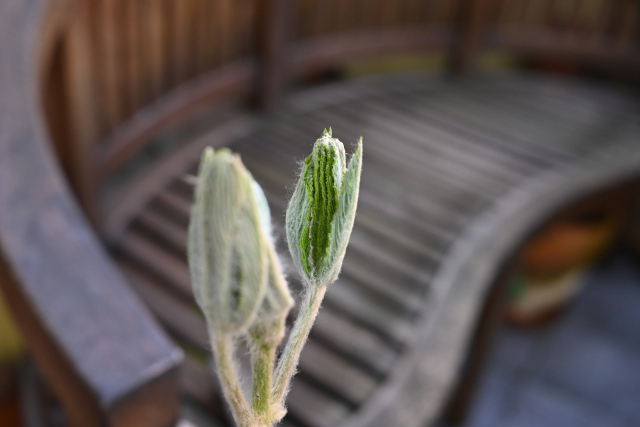 DSC_5338_001.JPG