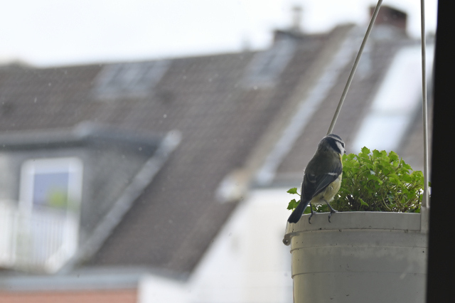 DSC_5416_001.JPG