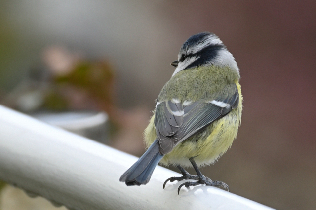 DSC_5448_001_001.JPG