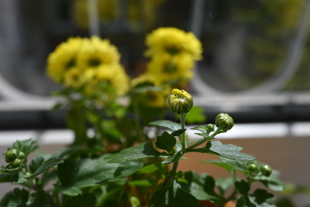 DSC_5582_001.JPG