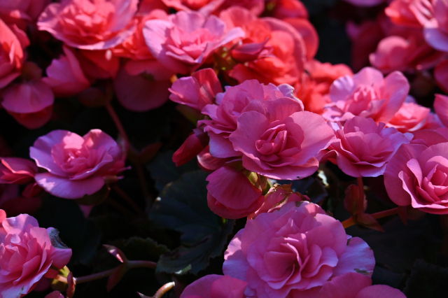DSC_5598_001.JPG