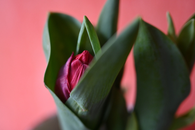 DSC_5629_001.JPG