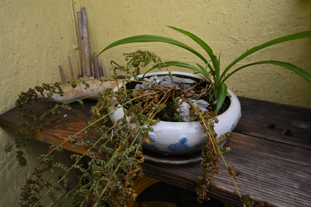 DSC_5681_001.JPG
