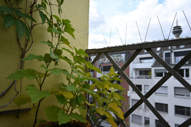 DSC_5684_001.JPG
