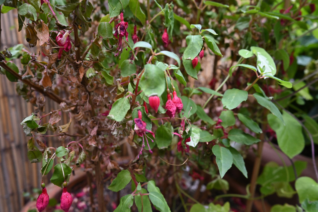 DSC_5686_001.JPG