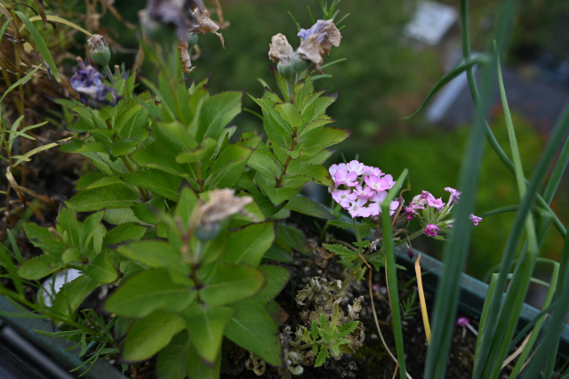 DSC_5693_001.JPG