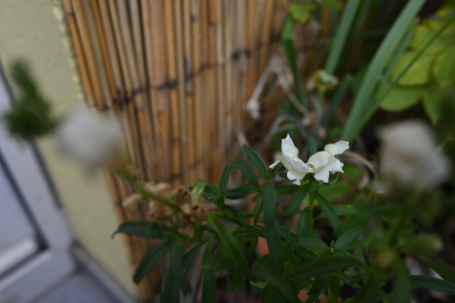 DSC_5694_001.JPG