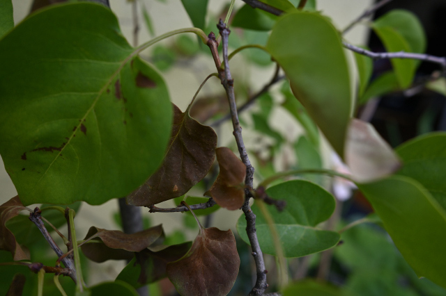 DSC_5699_001.JPG