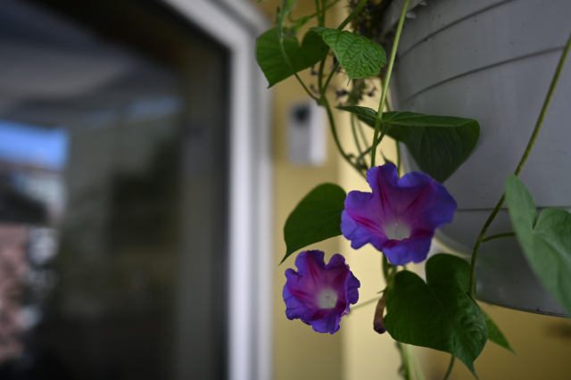 DSC_5787_001.JPG