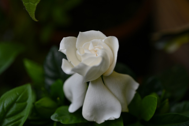 DSC_5886.JPG