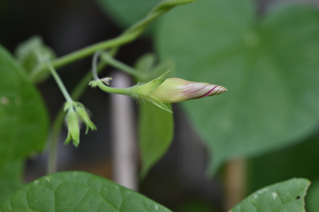 DSC_6181_001.JPG