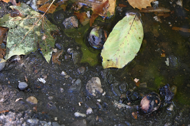 DSC_6199_001.JPG