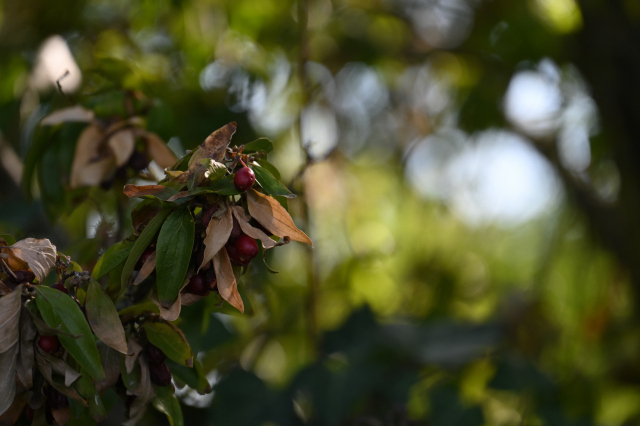 DSC_6208_001.JPG