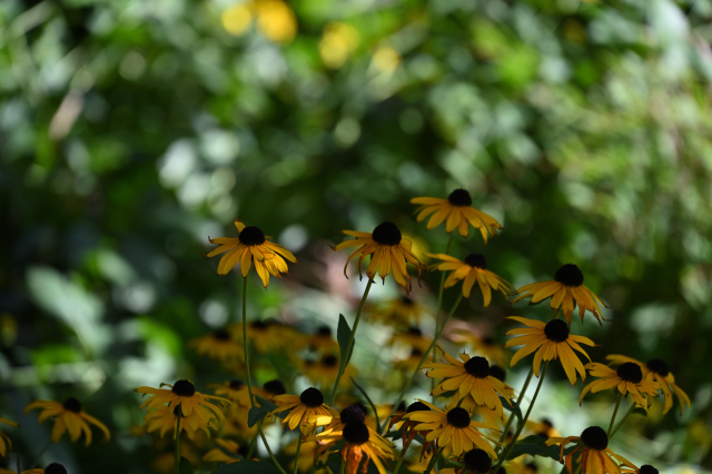 DSC_6256_001.JPG