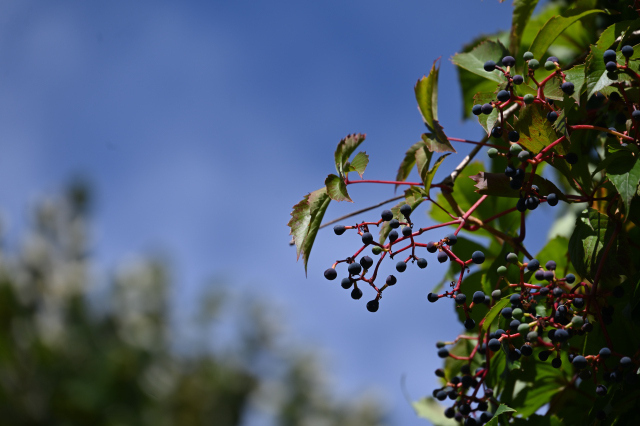DSC_6260_001.JPG