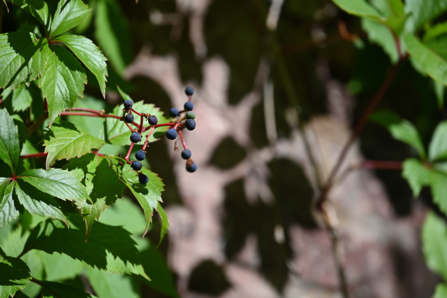 DSC_6264_001.JPG