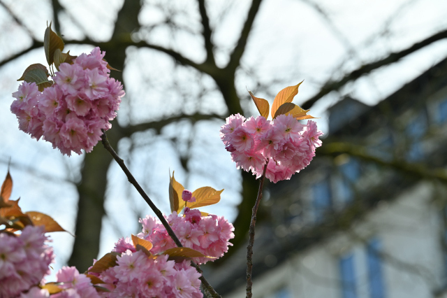 DSC_6341_001.JPG