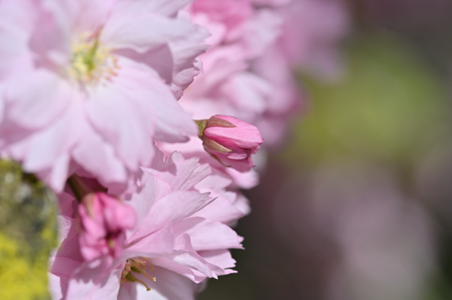 DSC_6347_001.JPG