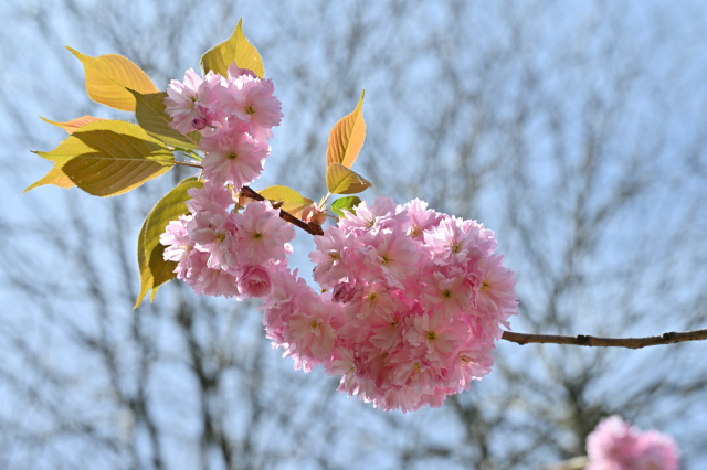 DSC_6352_001.JPG