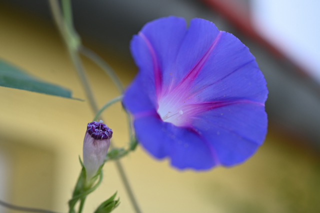 DSC_6372_001.JPG