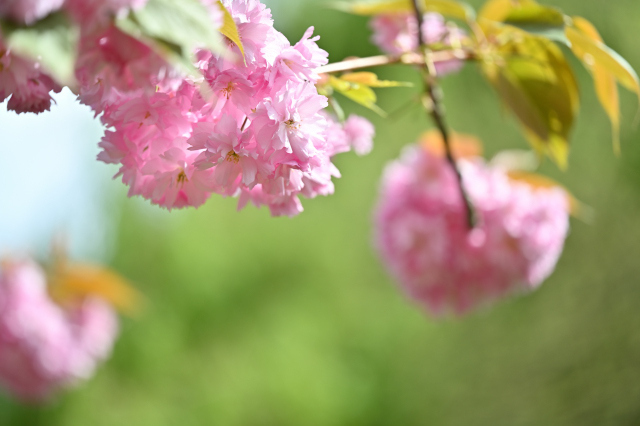 DSC_6384_001.JPG