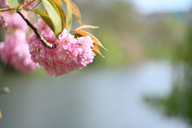 DSC_6393_001.JPG