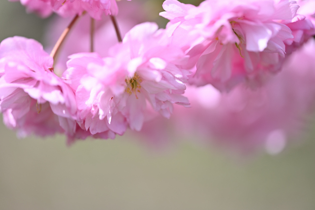 DSC_6399_001.JPG