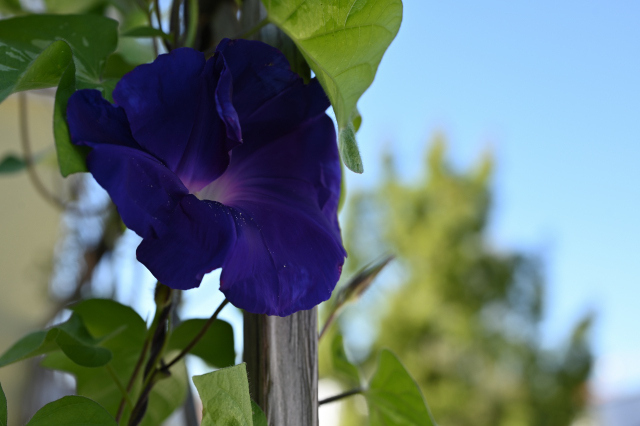 DSC_6493_001.JPG