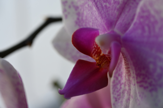 DSC_6514_001.JPG