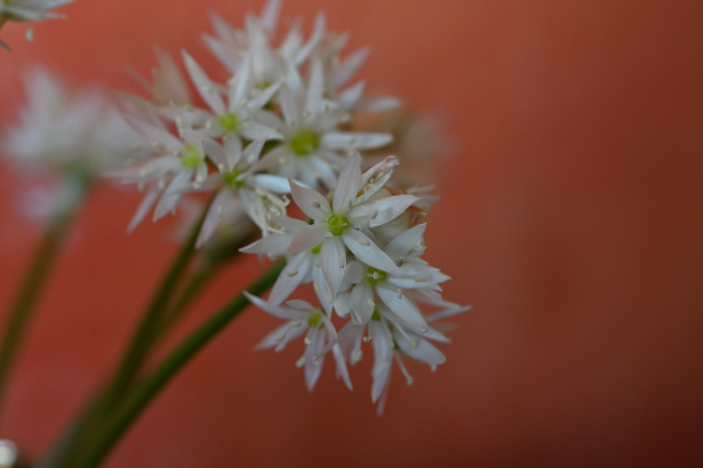 DSC_6516_001.JPG