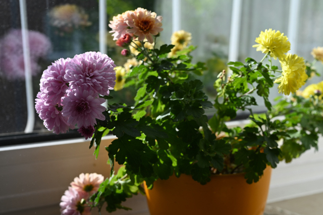 DSC_6525_001.JPG